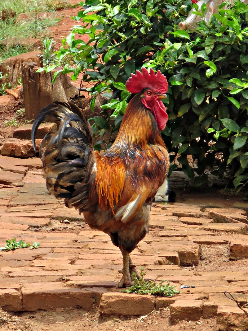 red, mammal, no people, domestic, day, pets, domestic animals, birds, chicken, black, nature, rooster, male animal, poultry, cock, agriculture, livestock