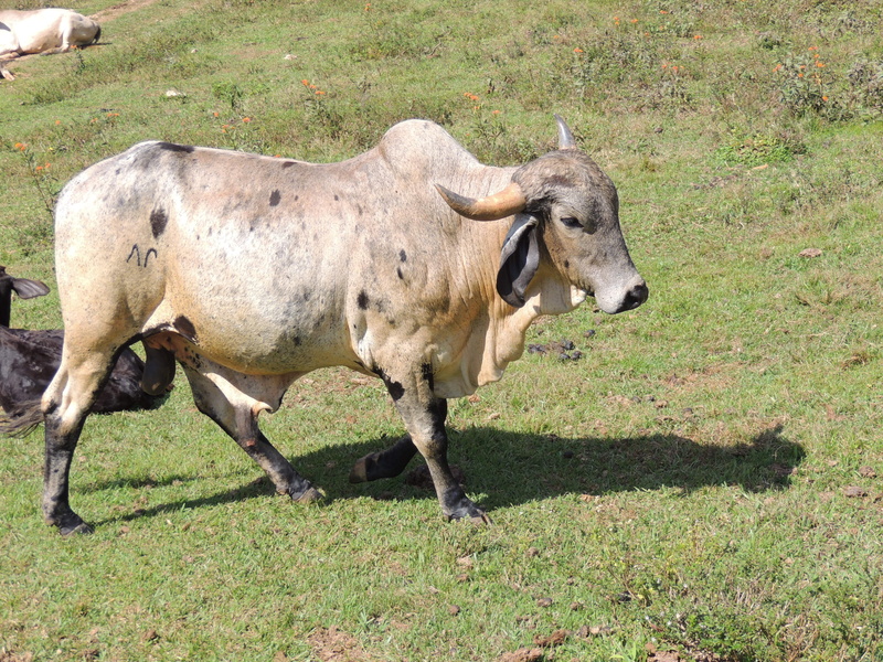 roça, domestic animals, no people, creates, cow, rural, minas, about, pets, herbivorous, redneck, day, land, field, plant, nature, pawn, veal, 2K, one animal