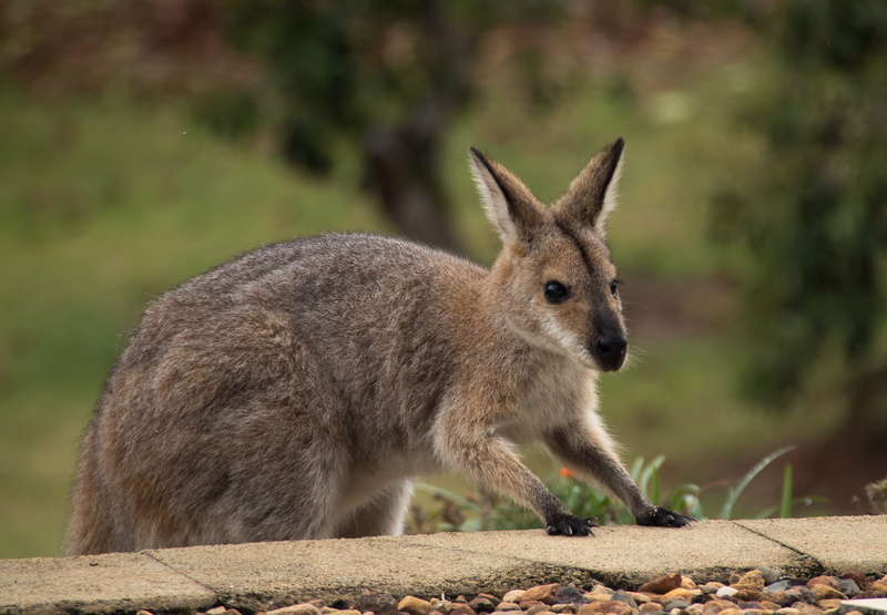 one animal, outdoors, herbivorous, side view, no people, queensland, climbing, vertebrate, animal wildlife, whisker, close-up, steps, kangaroo, 2K, nature