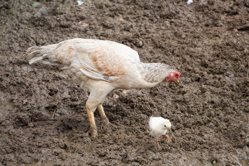 roça, redneck, mammal, cock, rural, outdoors, animals, farm, vertebrate, animal wildlife, biology, poultry, animals in the wild, field, bird, day, chicken - bird