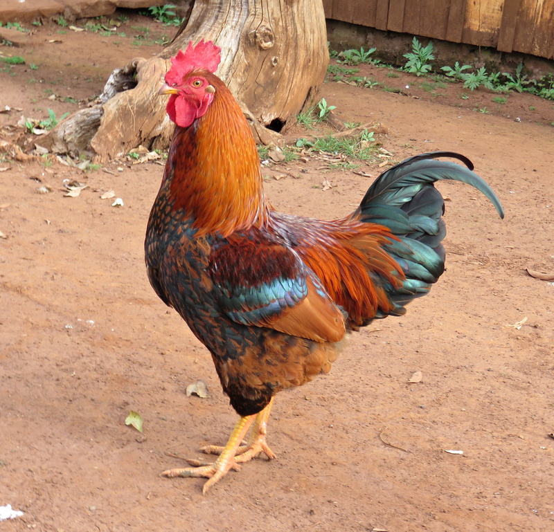 outdoors, animal world, birds, land, farm, no people, one animal, rural Scene, nature, cockerel, brown, hen house, 2K, poultry, bird, day, rooster, domestic
