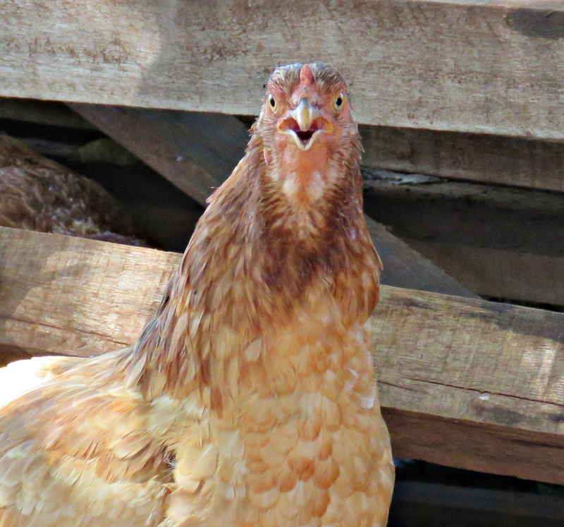 bird, domestic animals, 1080P, focus on foreground, close-up, chicken - bird, mammal, redneck, animal themes, animal, vertebrate, animals in the wild