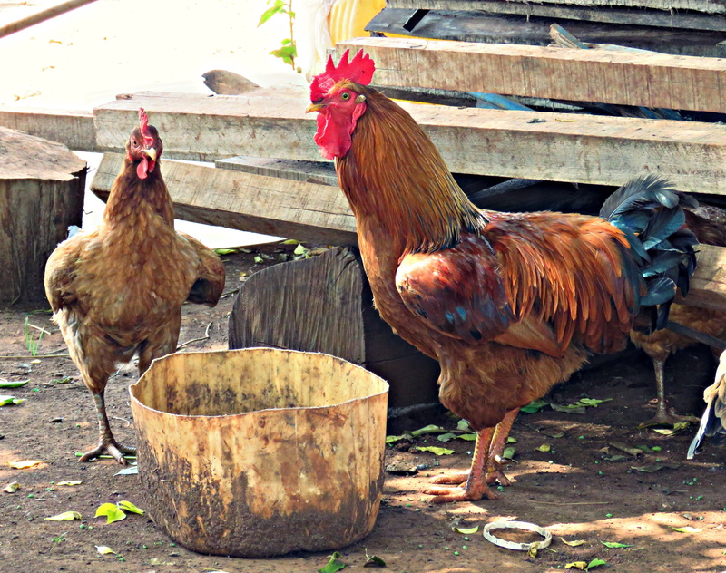 mammal, Birds, no people, redneck, animal world, animal themes, hen, animal, bird, Farm, rural, livestock, 4K, male animal, group of animals, day, nature