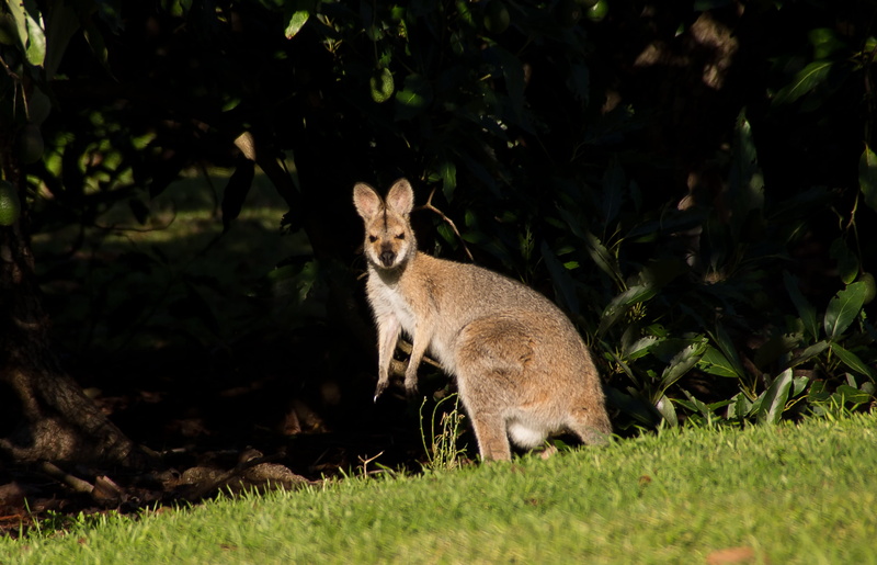 animal wildlife, 2K, australia, growth, kangaroo, outdoors, land, no people, plant, portrait, wild, animal themes, one animal, animal, wallaby, nature