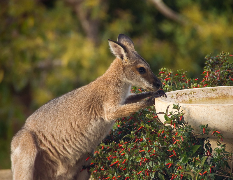 vertebrate, herbivorous, kangaroo, animal wildlife, animals in the wild, nature, rednecked wallaby, standing, outdoors, wallaby, side view, no people, 2K