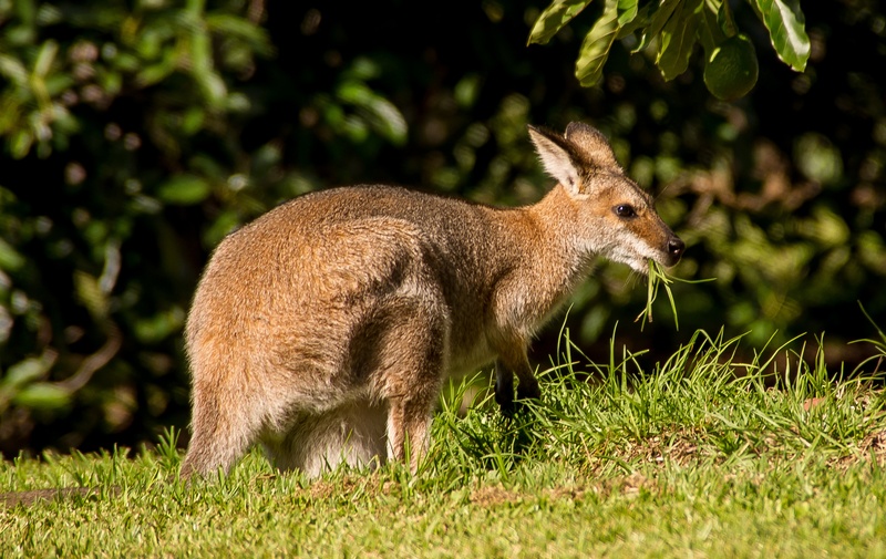 rodent, wild, vertebrate, no people, outdoors, green color, focus on foreground, plant, sunlight, queensland, mammal, wallaby, field, brown, standing, animals in the wild