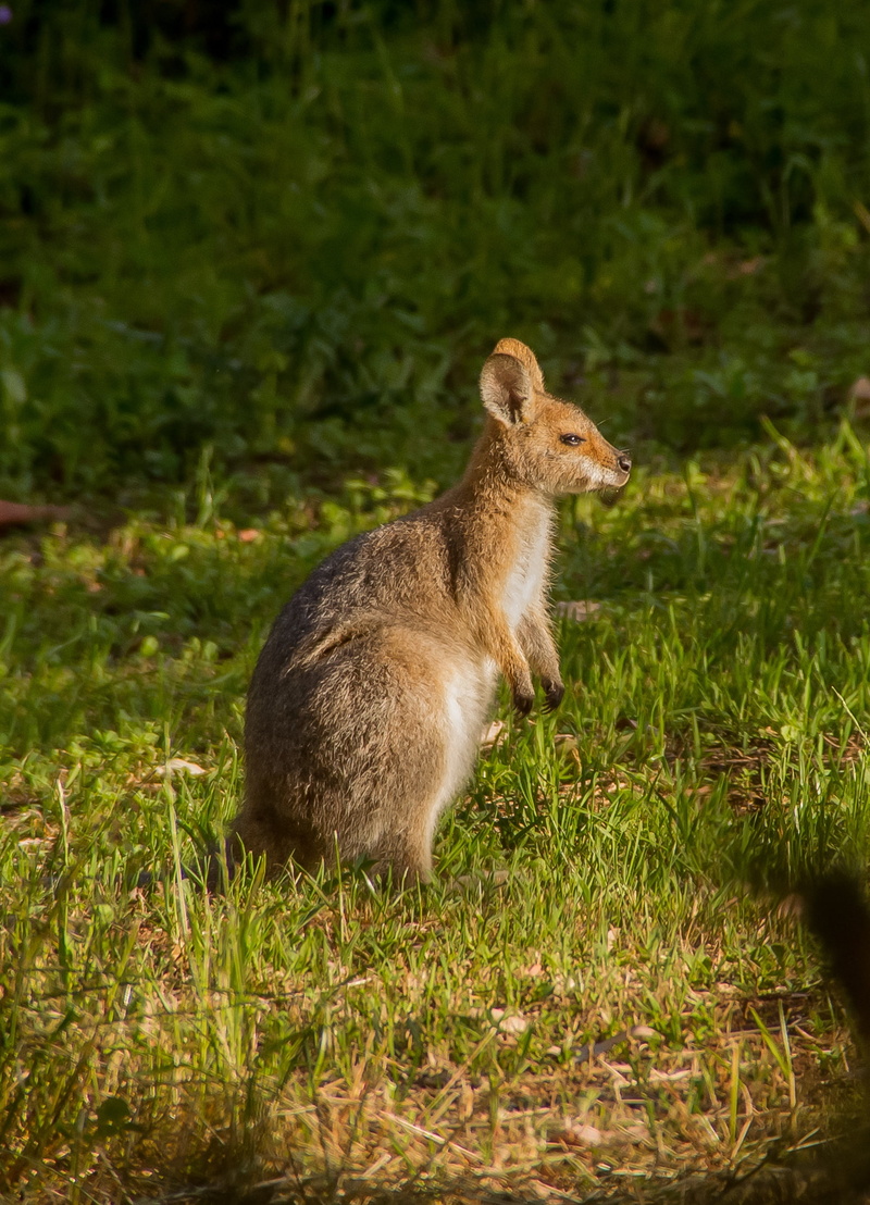 2K, animal, young, plant, no people, growth, day, sunlight, joey, marsupial, grass, mammal, queensland, nature, looking, herbivorous, cute, rednecked wallaby