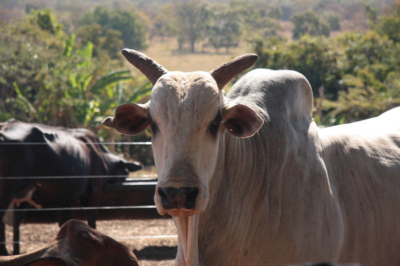 animal nose, nature, no people, pets, animal, vertebrate, boi, outdoors, domestic animals, field, herbivorous, day, domestic, domestic cattle, meadow, focus on foreground