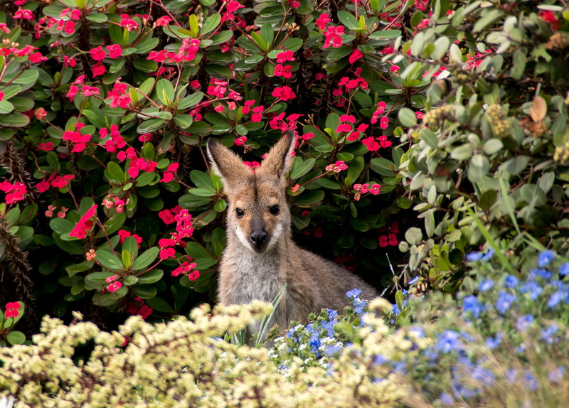 animal, outdoors, animal wildlife, flowers, wallaby, vertebrate, standing, kangaroo, one animal, animal themes, marsupial, 2K, day, animals in the wild
