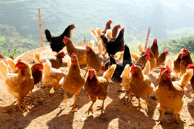agriculture, chicken - bird, vertebrate, beak, nature, roça, livestock, birds, flock of birds, animal wildlife, pity, large group of animals, day, animal themes