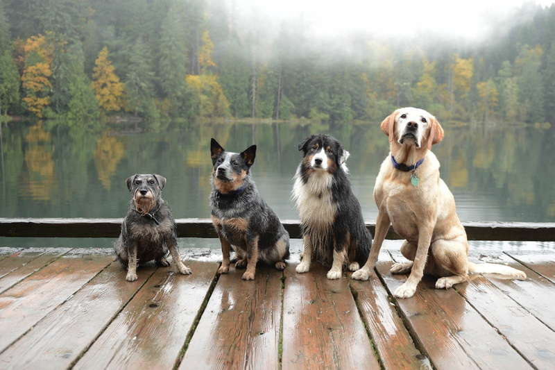 Dock, 1080P, Dog, Labrador, Forest, Australian Cattle Dog, Fog, Lake, Dogs