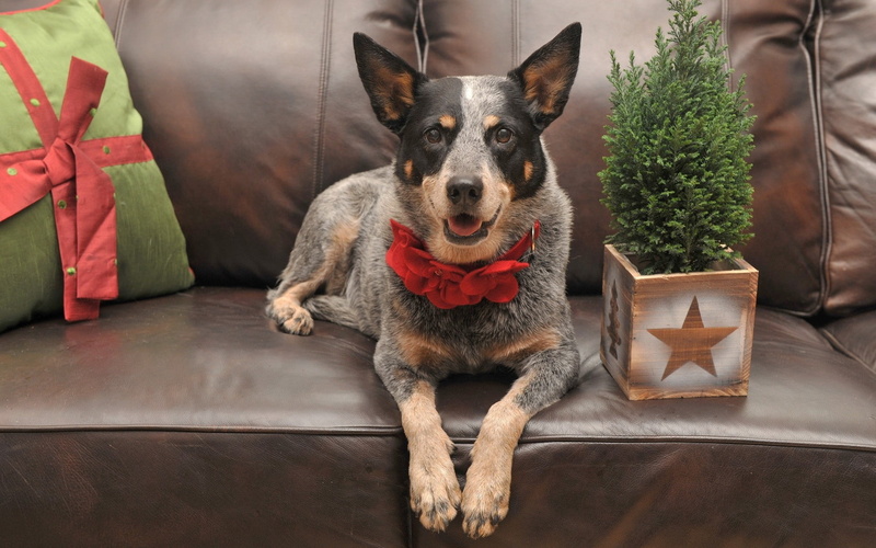 canine, australian, furniture, mammal, sofa, one animal, vertebrate, lying, black, flooring, brown, domestic, dog, animal themes, looking at camera, living room