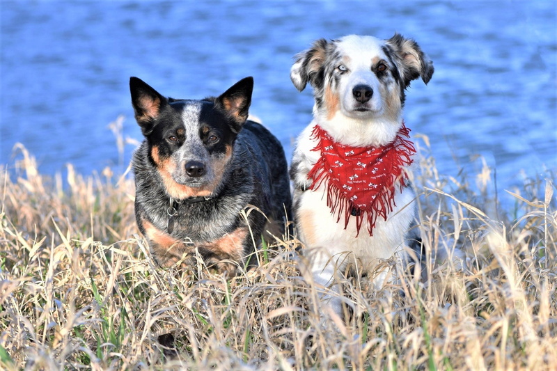 1080P, Australian Cattle Dog, Animal, Dogs, Dog