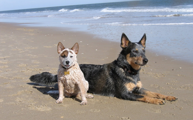 Puppy, Dogs, Pet, Australian Cattle Dog, Dog, Beach, 1080P
