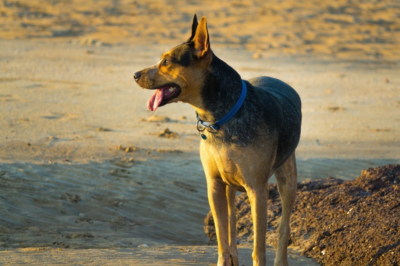 Dogs, Australian Cattle Dog, 1080P