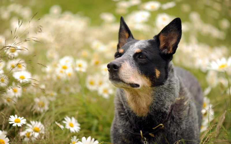 1080P, Australian cattle dog, flowers, dog