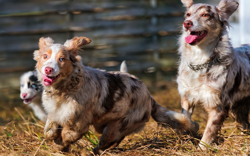 Australian Cattle Dog, 1080P, Dog, Dogs