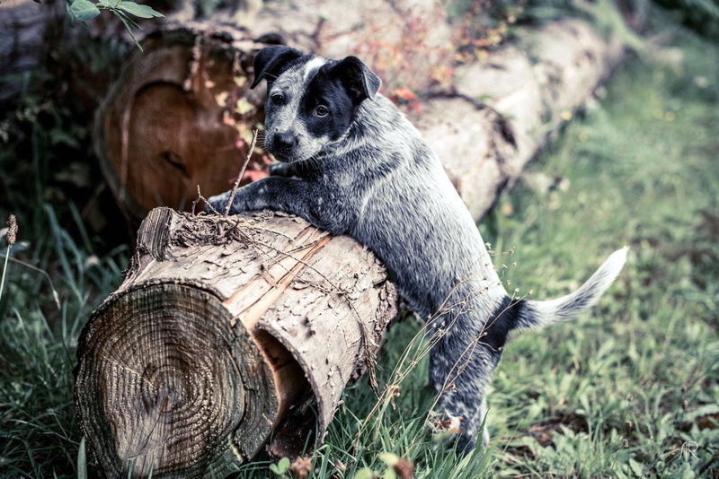 1080P, Dog, Dogs, Puppy, Australian Cattle Dog