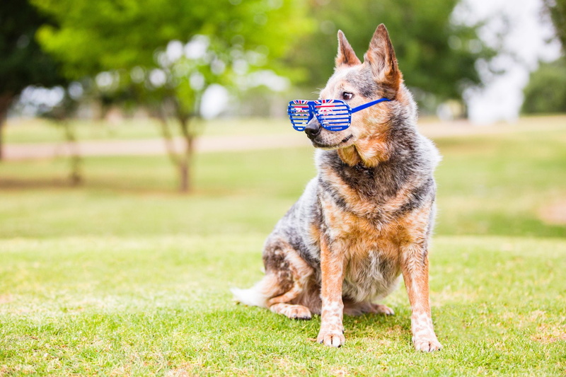 Dog, Pet, Dogs, Australian Cattle Dog, 1080P