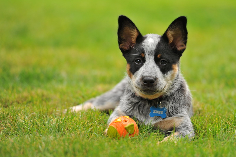 pets, border collie, domestic, mammal, animal, nature, 1080P, Heeler, canine, land, no people, Australian, toy, dog, one animal, grass, Cattle, portrait