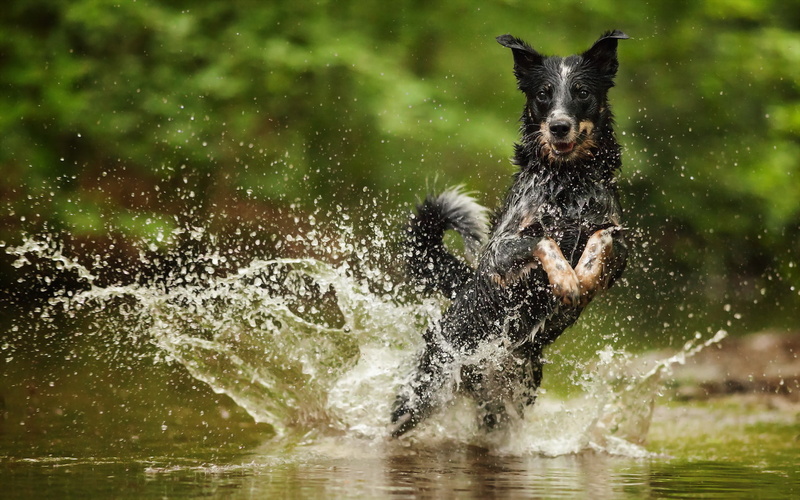 1080P, squirt, Australian Cattle Dog, water