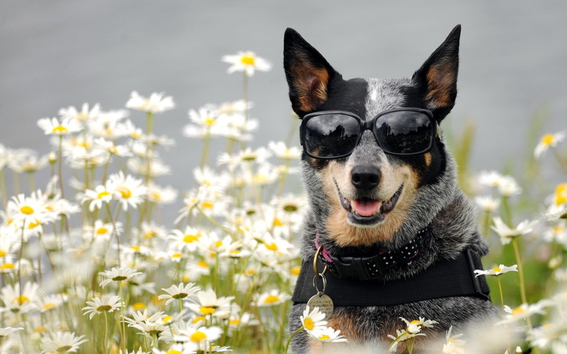 Flower, Dogs, Dog, Australian Cattle Dog, Sunglasses, Daisy, 1080P