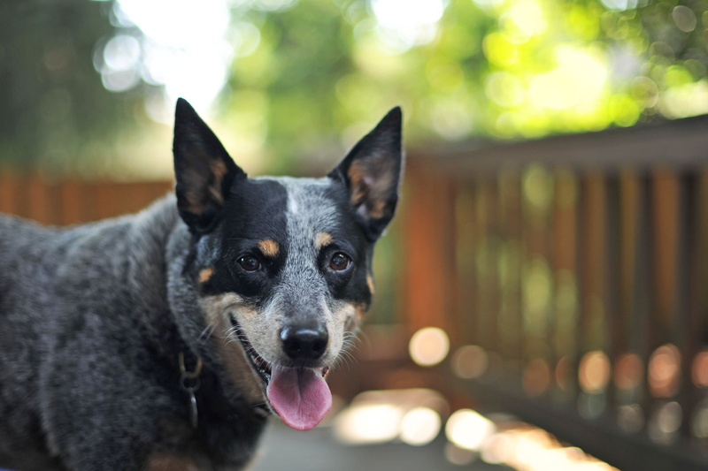 1080P, dog, Australian Cattle Dog, bokeh, look, each