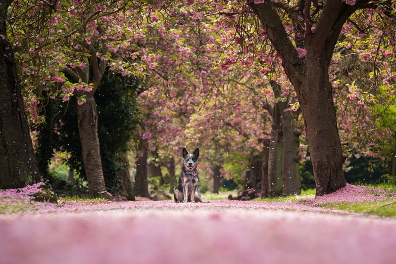 1080P, Dogs, Australian Cattle Dog, Depth Of Field, Dog, Blossom, Spring