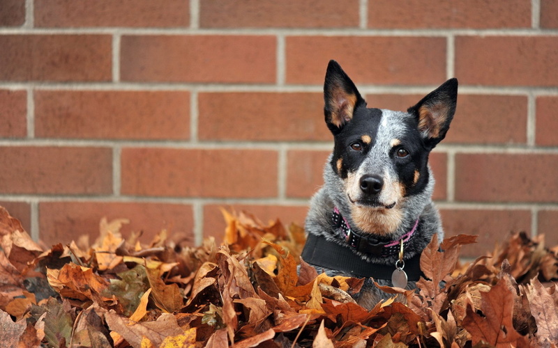 leaves, 1080P, Australian cattle dog, dog