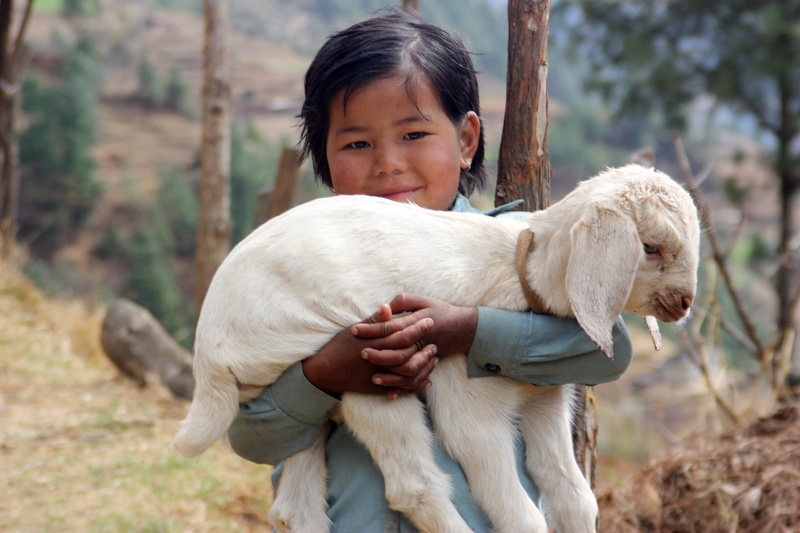 carrying, real people, mammal, girl, portrait, females, lifestyles, sherpa, kid, nepal, trek, animal themes, child, outdoors, childhood, lamb, animal, pets