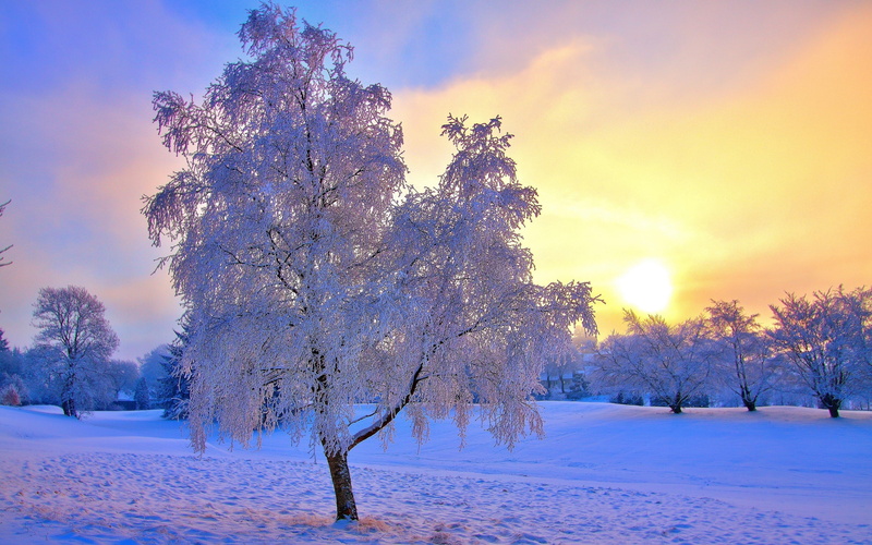 Winter, Sun, Frost, Snow, Sky, 2K, Mist, Trees