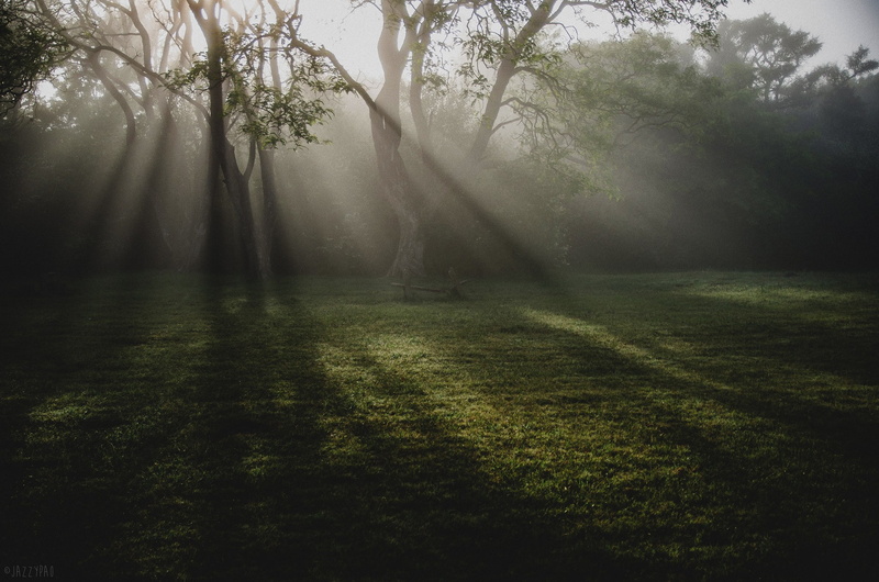 shadow, mist, trees, landscape, sun rays, evening, grass, 1080P