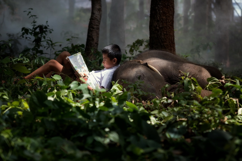 relaxation, selective focus, vertebrate, tree, one person, plant, elephant, nature, growth, day, women, animals, leisure activity, land, mammal, children