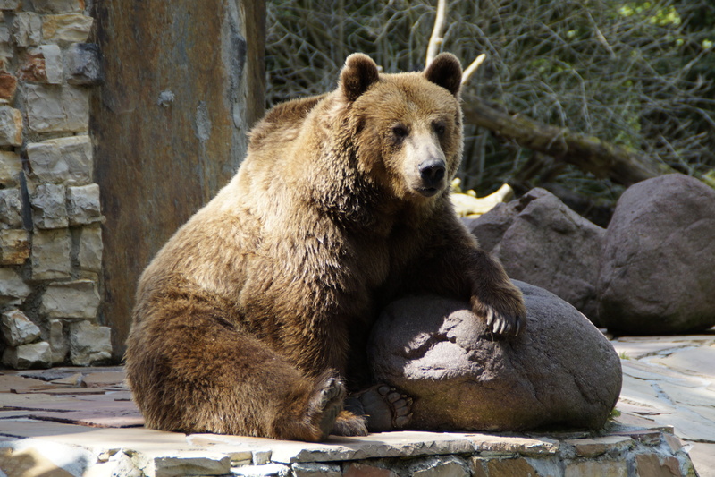 grizzly bear, brown bear, outdoors, relaxation, animal themes, fur, teddy, dangerous, poznan, one animal, wild animal, rock - object, rock, 5K, zoo animal