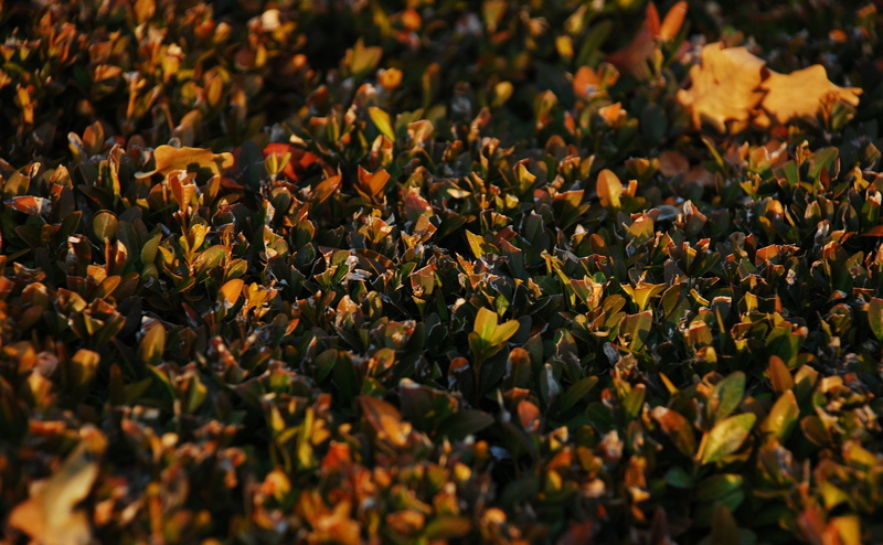 jesien, Poland, Autumn, natural fence, Hedge, 4K, Fence, Poznan, Seasons
