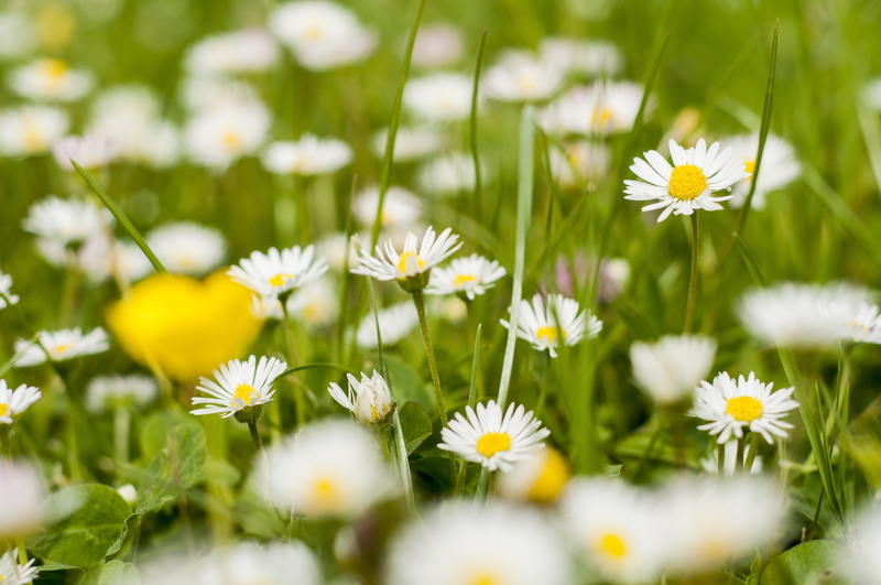 white, may, flowers, chamomile, picnic, plants, springtime, the petals, flowering plant, photography, polyana, beauty in nature, flower, selective focus