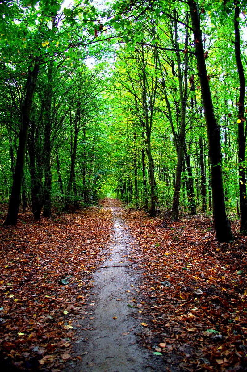 diminishing perspective, nature, the way forward, fall, no people, autumn, road, forest, tranquility, beauty in nature, footpath, messy, woodland, land