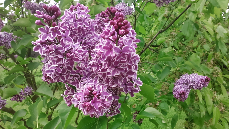 macro, vulnerability, flowering plant, no people, close-up, flower head, without, growth, poznan, green color, plant part, violet, nature, petal, bunch of flowers