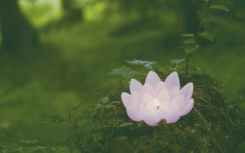 inflorescence, nature, flower, candles, vulnerability, close-up, land, outdoors, lights, growth, no people, field, day, petal, leaf, flowering plant, green color