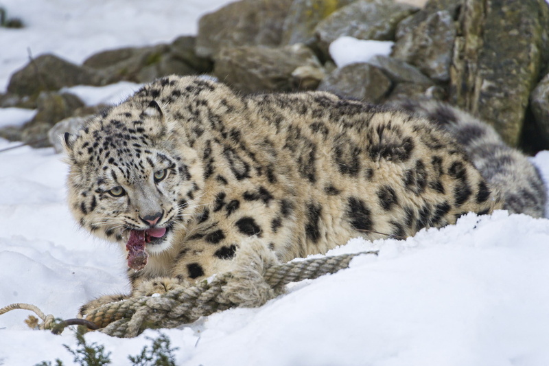 ounce, meat, snow, 1080P, kitten, snow leopard, leopard, Cat, show