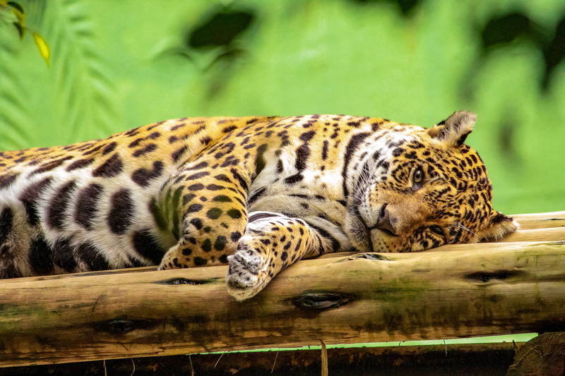 wild, sleeping, lying down, feline, tacks-painted, nature, resting, day, cat, ounce, animals in the wild, 5K, animal wildlife, animal themes, animal markings