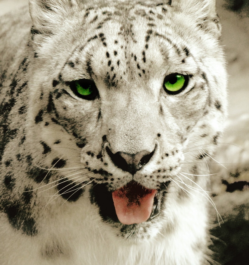 day, green eyes, wildlife, animal, carnivora, whisker, carnivore, looking at camera, 1080P, tiger, animal wildlife, close-up, cat, power, animals In The Wild