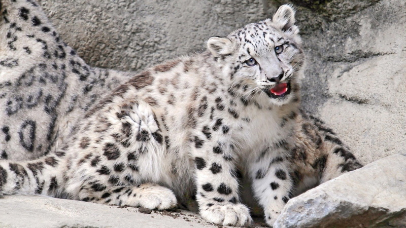 nature, animal wildlife, Snow leopard, rock, white tiger, mammal, outdoors, animals in the wild, cat, one animal, big cat, whisker, Rocks, zoo, feline