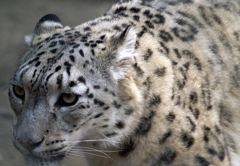 ounce, no people, snow leopard, animal eye, fur, 720P, animal themes, whisker, animals in the wild, animal head, panthera, day, leopard, brown, close-up