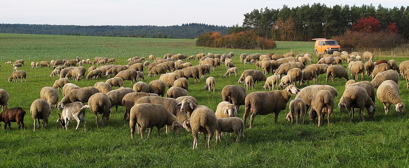 lawn mower, animals, sheep, domestic sheep, field, pfrech, animal themes, large group of animals, plant, landscape, nature, grass, domestic animals, grazing