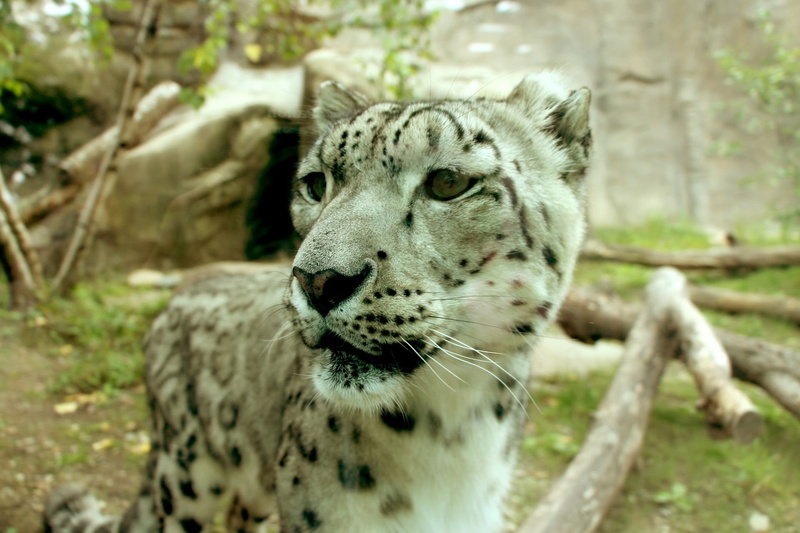 feline, outdoors, looking, vertebrate, leopard, animal head, big cat, zoo, mammal, cheetah, 1080P, animal themes, close-up, day, leopard portrait, nature