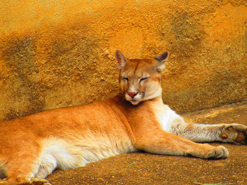 feline, animal, relaxation, zoo, one animal, vertebrate, brown, animals in the wild, cat, nature, domestic cat, resting, mammal, 4K, domestic animals