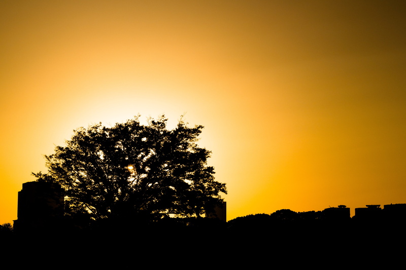 scenics - nature, yellow, orange color, tokyo, idyllic, landscape, architecture, tranquility, outdoors, tree, silhouette, plant, sky, nature, imperial palace