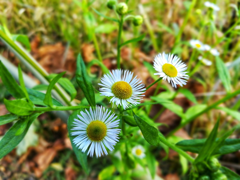 day, freshness, imperialgarden, japan, petal, focus on foreground, imperial palace, close-up, green color, white color, flower, pollen, no people, flower head