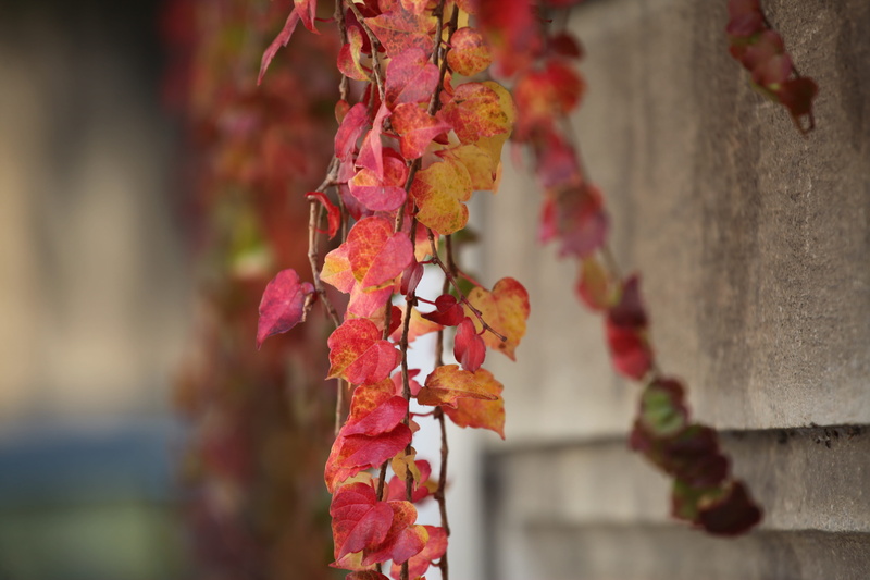 plant part, tree, close-up, akiba, nature, the leaves, selective focus, maple, beauty in nature, 5K, red, no people, outdoors, freshness, plant, focus on foreground